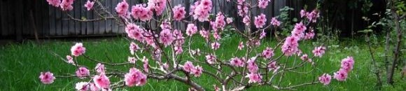 صورة لشجرة فاكهة المشمش صغيرة 26 1175