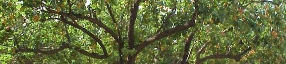 صورة لشجرة فاكهة المشمش مثمرة 26 1176