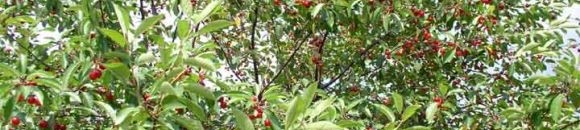 صورة لشجرة الكرز - مثمرة 26 1177