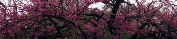 صورة لشجرة الكرز 26 1178