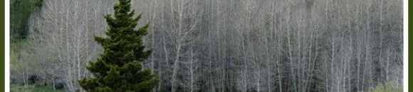 صورة لغابة من اشجار الصنوبر 26 1180