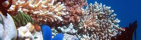 دراسة تظهر تباطؤاً في نمو الشعاب المرجانية بالبحر الأحمر 10 1214