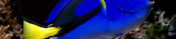 بالصور.. صياد يكتشف سمكة لحمها أزرق اللون 10 1345