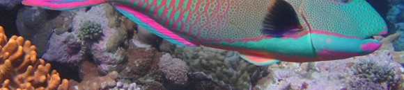 بالفيديو.. سمكة تجذب صيادا نحو الماء وتحاول إغراقه 10 1347