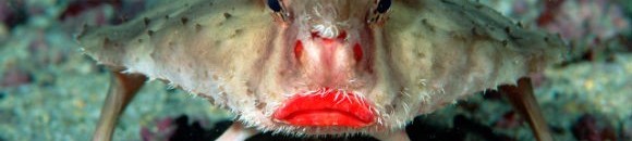 بالفيديو .. العثور على سمكة شبح في قاع خندق ماريانا 10 1348