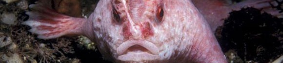 لسمكة الوردية ذات اليد - من الأسماك التي تسير على قاع البحر 26 1349