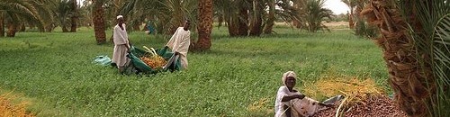 حصاد التمر - ود كروم -شمال السودان 10 1400