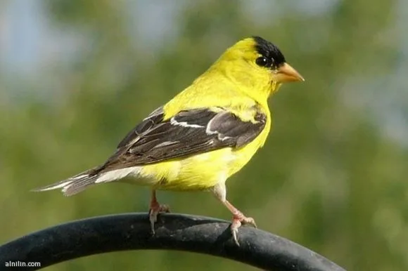 1575