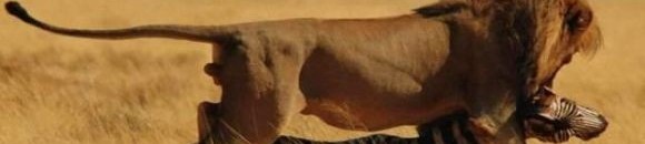 بالفيديو... معركة شرسة بين أسود من أجل البقاء 10 1610