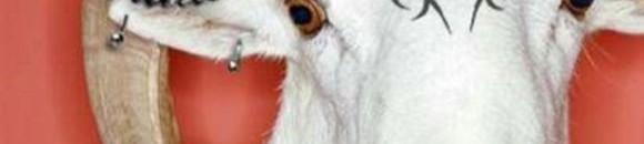 فيديو طريف.. ماعز تتنبأ بالفائز في الانتخابات الرئاسية الاميركية 10 1612