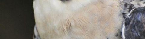 سعودي يبيع صقرا لقطري بـ 610 آلاف ريال 10 1615