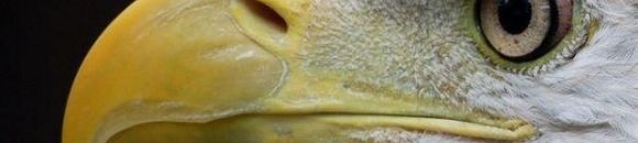 بالفيديو.. نسر مصري ذكي يستخدم صخرة لكسر بيضة 10 1616