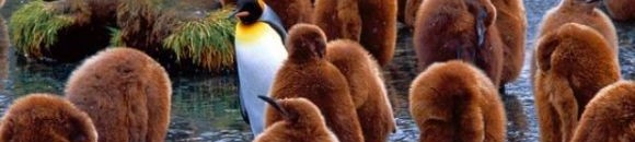 هل تحمر وجوه الطيور من فرط الانفعال؟ 10 1622