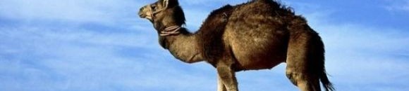 العلماء يتنبؤون أن الصحراء ستخضر قريبا بشكل كامل !! 10 1626