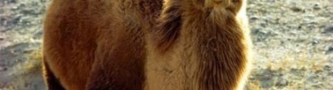 منظمة الصحة تحذر من شرب بول الإبل 10 1637