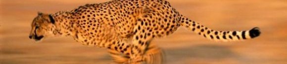 السماح بصيد وحيد القرن والفهود في جنوب أفريقيا 10 1645