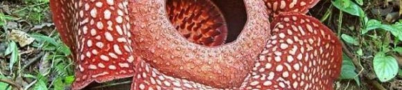 زهرة رافليزيا ( Rafflesia ) 10 1861