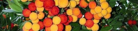 الفراولة الشجرية : الاسم الانكليزي : Strawberry tree الاسم العلمي : Arbutus unedo الوصف النباتي: شجيرة مستديمة الخضرة ارتفاعها 3-4,5 م الورقة خضراء داكنة طولها 8سم موطنها الاصلي : جنوب اوربا وتزرع من جنوب ايرلندا الى منطقة البحر الابيض المتوسط لاتزهر في ا 10 1992