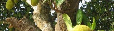 الجاك فروت الجاك فروت Jackfruit شجرة كبيرة جدا مستديمة الخضرة الورقة بسيطة جلدية طولها 13 سم ذات لون اخضر داكن قاتم أوراقها صغيرة مفصصة وتوجد إفرازات لزجة على كل أجزاء الشجرة . وتعتبر ثمرة الجاك فروت اكبر ثمرة في العالم ولها نكهة الموز والأناناس معا تسلق 10 1993