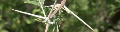 السنط Acacia arabica : شجرة متوسطة الحجم سريعة النمو، خشبها صلب، يستخدم في صناعة العربات، تستخدم ثمارها وبذورها في الصباغة وصناعة الحبر. أوراقها ريشية وأزهارها صفراء تظهر في عناقيد (نورات متدلية) في الربيع والصيف، تزرع لظلها وجمال أزهارها. 26 1995