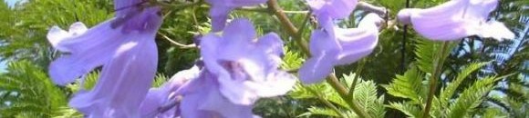 جاكرندا Jacaranda mimosaefolia : تسمى بالعراق (جميلة) شجرة متساقطة الأوراق، تزهر في مايو/أيار بأزهار بنفسجية، وقد رأيت صنفا منها في شمال أغوار الأردن، له أزهار حمراء رائعة. 10 1996