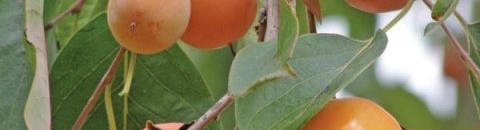 الكاكي : يتبع الكاكي Persimon العائلة الابنوسية Ebanaceae ويحتوي افراد هذه العائلة على عدد كبير من الاشجار المستديمة الخضرة وكذلك المتساقطة الاوراق ومنها الكاكي . وشجرة الكاكي متوسطة او صغيرة الحجم اوراقها بسيطة بيضاوية الشكل ملساء من السطح العلوي مغطاة 10 1997