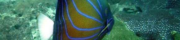 سمكة ذات الوان بديعة سبحان الله 26 1999