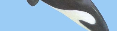 صياد إسباني يعيش 3 أيام في بطن حوت ويعود سالماً! 10 2000