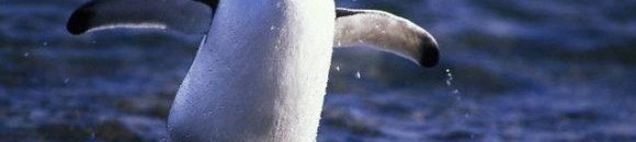 طائر البطريق 26 2001