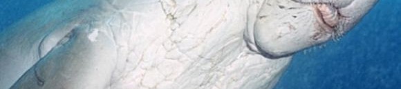 بالفيديو .. الولايات المتحدة تعد الدلافين للحرب البحرية 10 2002