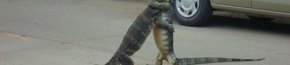 صورة طريفة لسحليتين تتقاتلان من اجل السيطرة ولكنها تبدو كالعناق 10 2083