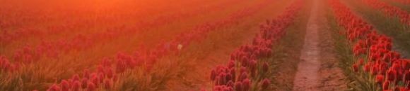 أهمية الفيتامين "د" في الحد من أمراض القلب 10 2331