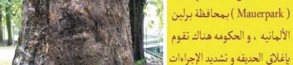 صورة مرسي تظهر على شجرة في المانيا 10 3029