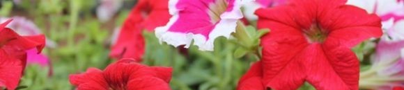 بالفيديو.. لماذا وصفت حديقة الزهور في دبي بـ "المعجزة"؟ 10 3150