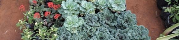 معرض الزهور السنوي - مارس 2013 - الخرطوم 26 3157