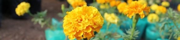 تدشين المعرض البيئي الأول للزهور بالحديقة النباتية بالخرطوم 10 3158