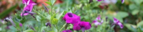 بالفيديو: حفظة كتاب الله يذهلون رواد مواقع التواصل ..شاهد ماذا فعلوا للمريض 10 3160