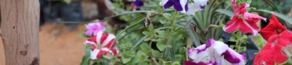 معرض الزهور السنوي - مارس 2013 - الخرطوم 26 3161