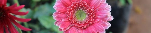 معرض الزهور السنوي - مارس 2013 - الخرطوم 26 3162