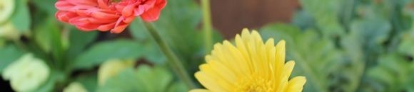 معرض الزهور السنوي - مارس 2013 - الخرطوم 10 3163