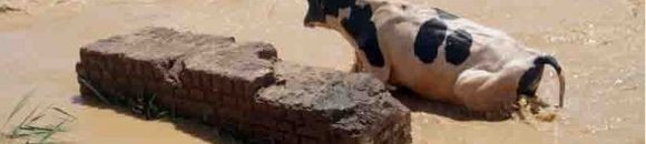 السيول والأمطار تغمر قرى شرق النيل2013 26 3769