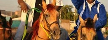 السودان:مؤامرة في استبعاد خيولنا من السباقات الدولية "رغم تميزها على مستوى العالم" 10 عبد الرحمن الصادق
