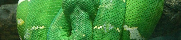 بلا طعام لعامين وتضرب أربعاً بطرفة عين .. قوة الثعابين تحيّر العقول 10 485