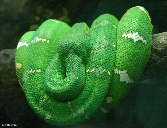 485