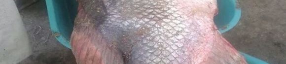 كوستي السودانية تصطاد أضخم سمكة بُلطي في العالم-نوفمبر 2014 10 5032