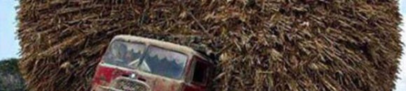 حتي البقرة محتارة 10 510