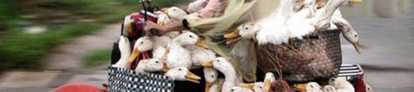 مزرعة دجاج كاملة علي عجلتين 26 511