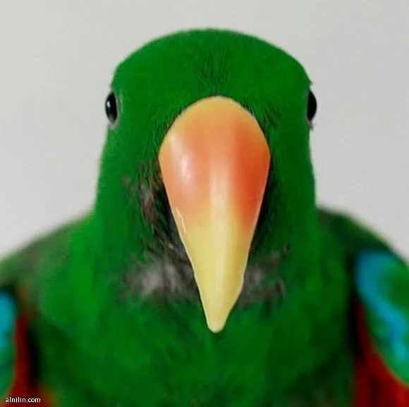 516
