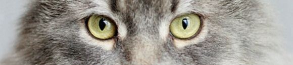 هل صحيح أن بعض الحيوانات ترى ملك الموت عند نزوله إلى الأرض؟ 10 519