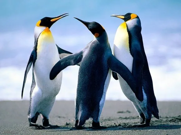 521